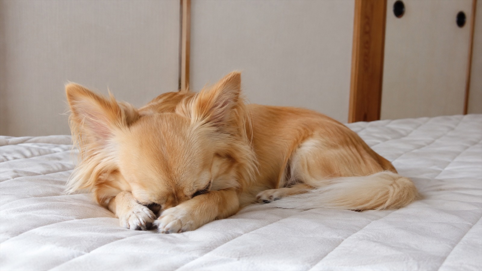 ベッドの上で前足に顔をうずめ、眠りかけている小型犬の写真