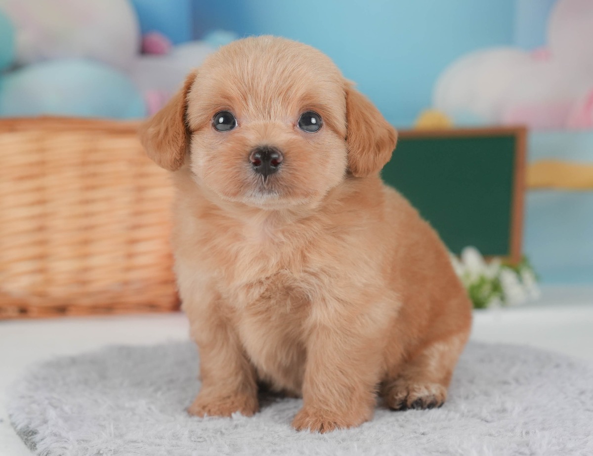 灰色の敷物の上にきちんと座ってこちらを見ている、アプリコットのチワプーの子犬の全身の写真