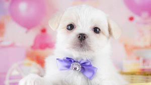 【2026】一人暮らしで犬は飼える？迎える前に決める5つ
