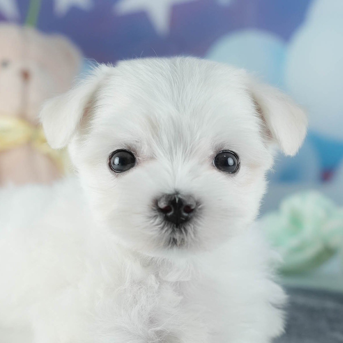 黒い目と黒い鼻がはっきり見える、顔のアップのホワイトのマルチーズの子犬の写真
