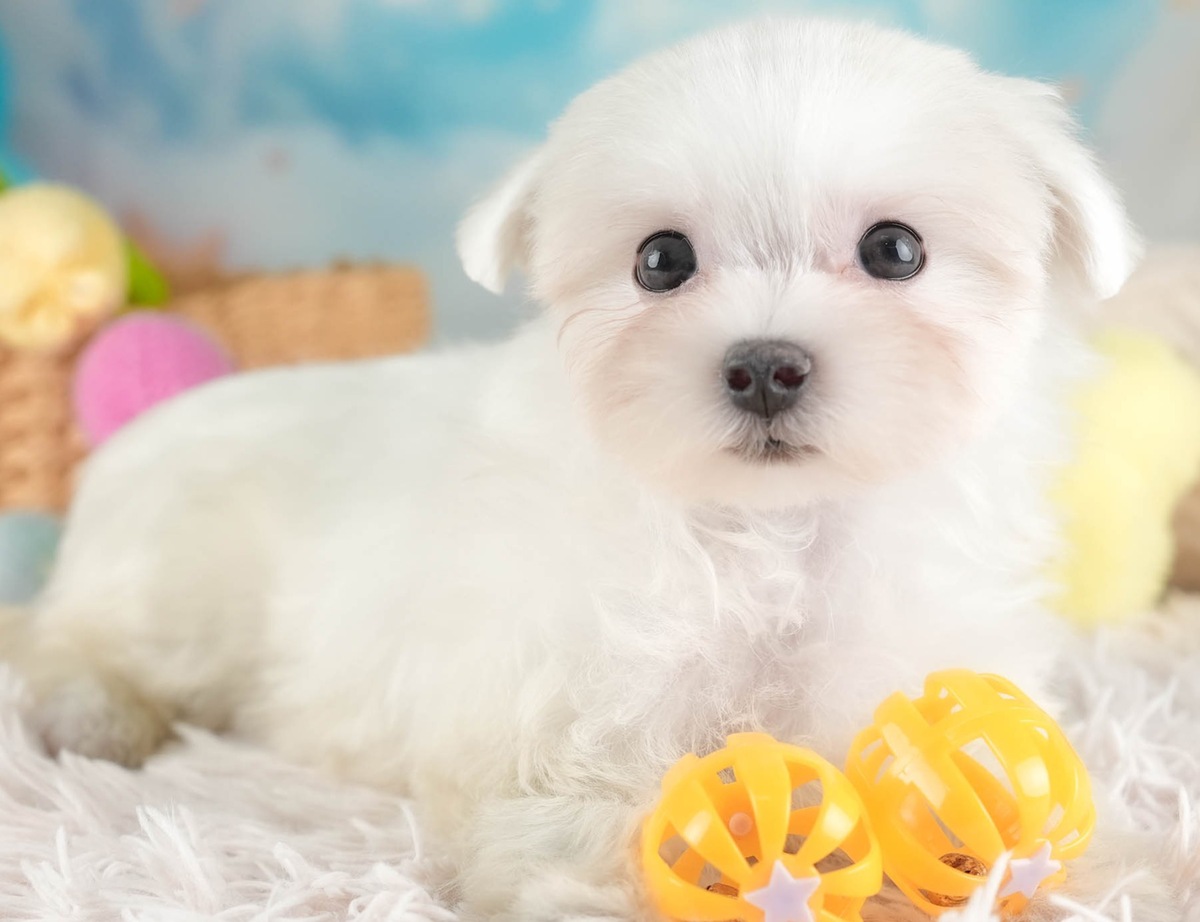 黄色いおもちゃのボールのそばに伏せて、こちらを見ているホワイトのマルチーズの子犬の写真