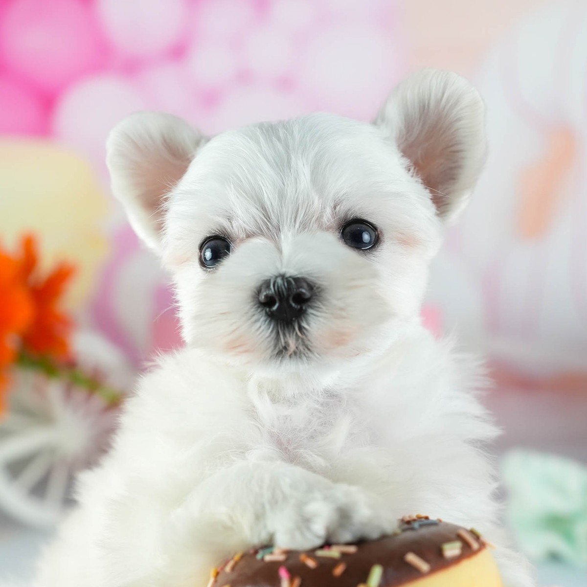 ドーナツの形のおもちゃに前足をのせて、こちらを見ているホワイトのマルチーズの子犬の写真