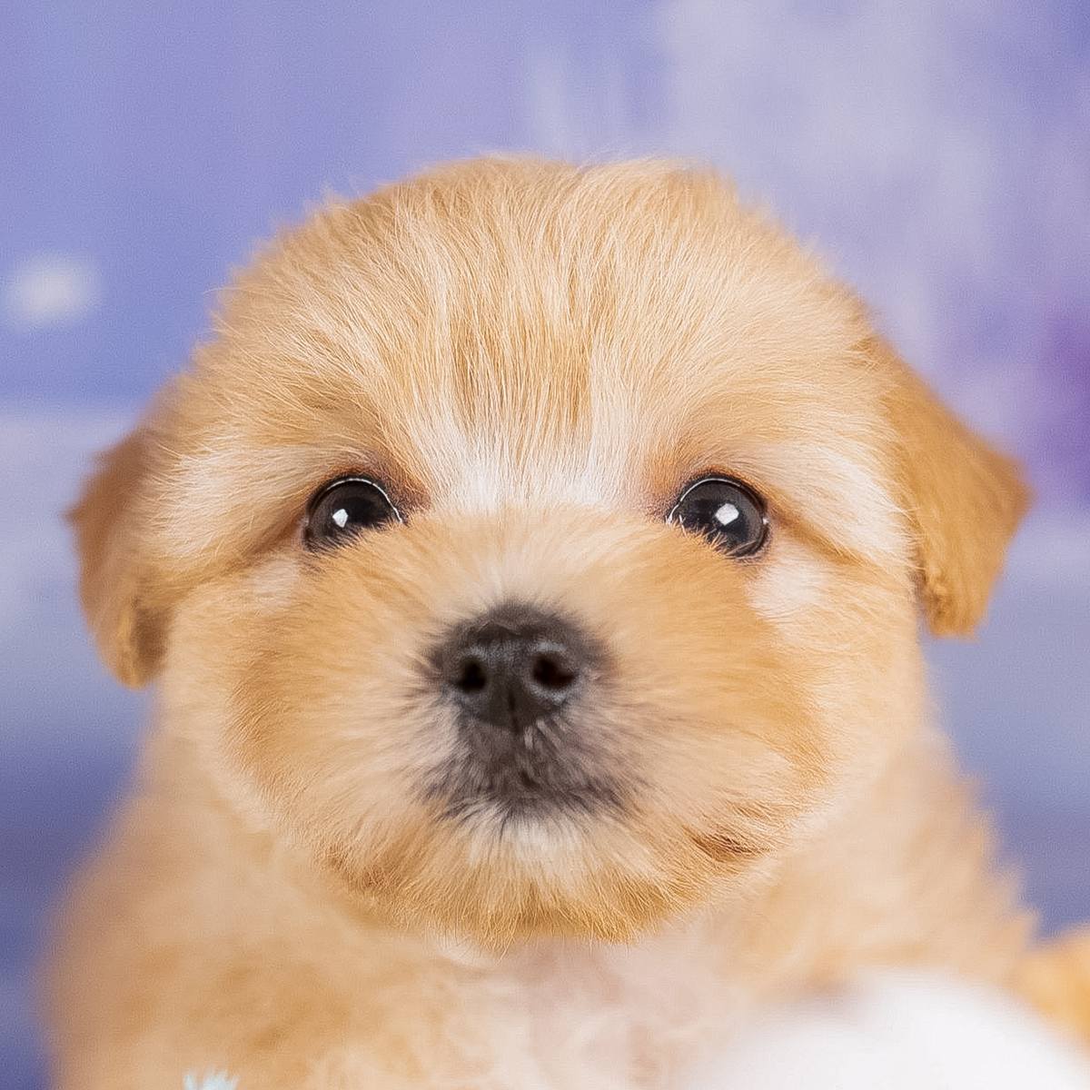 紫の背景の前で正面を見ている、アプリコットのマルプー(マルチーズとトイ・プードルのミックス)の子犬の顔のアップの写真