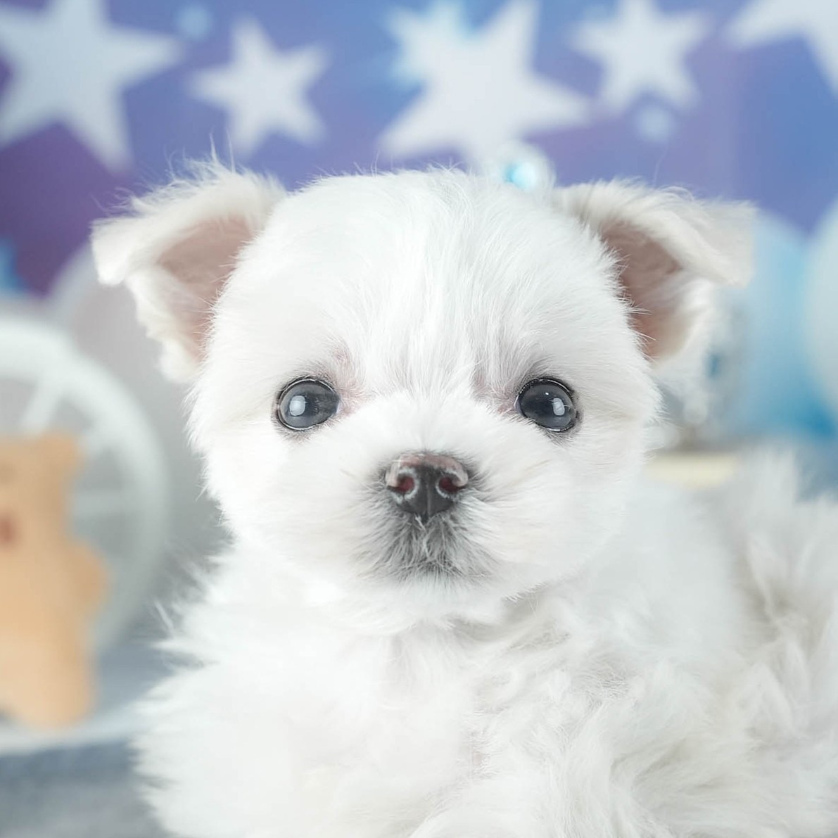 顔をアップで写した、ホワイトのマルチーズの子犬の写真。垂れた耳と黒い目が見える