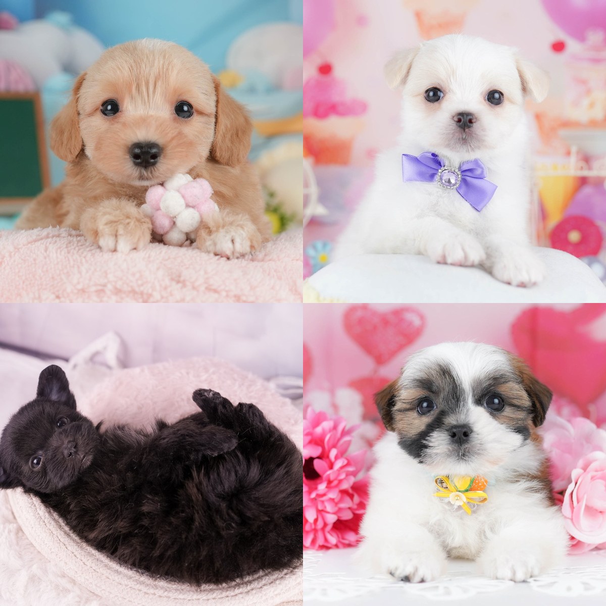 左上からマルプー、チワマル、ポメマル、マルズーの子犬。別々の4枚の写真を2段2列に並べたもの