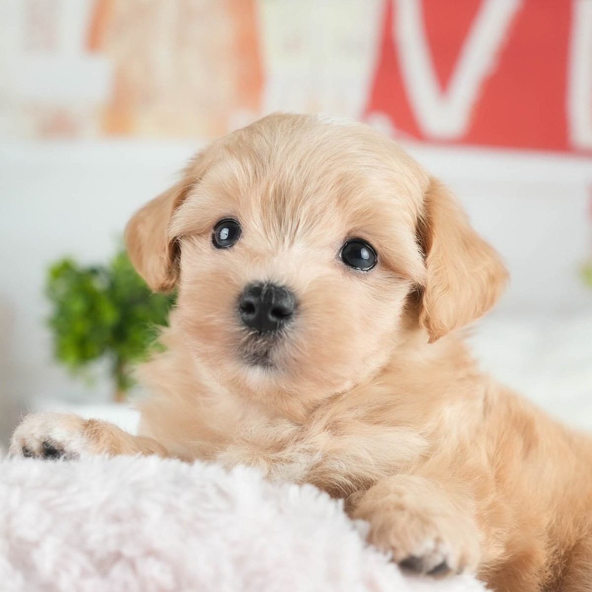 アプリコットのマルプーの子犬が、ゆるく巻いた毛でこちらを見ている写真