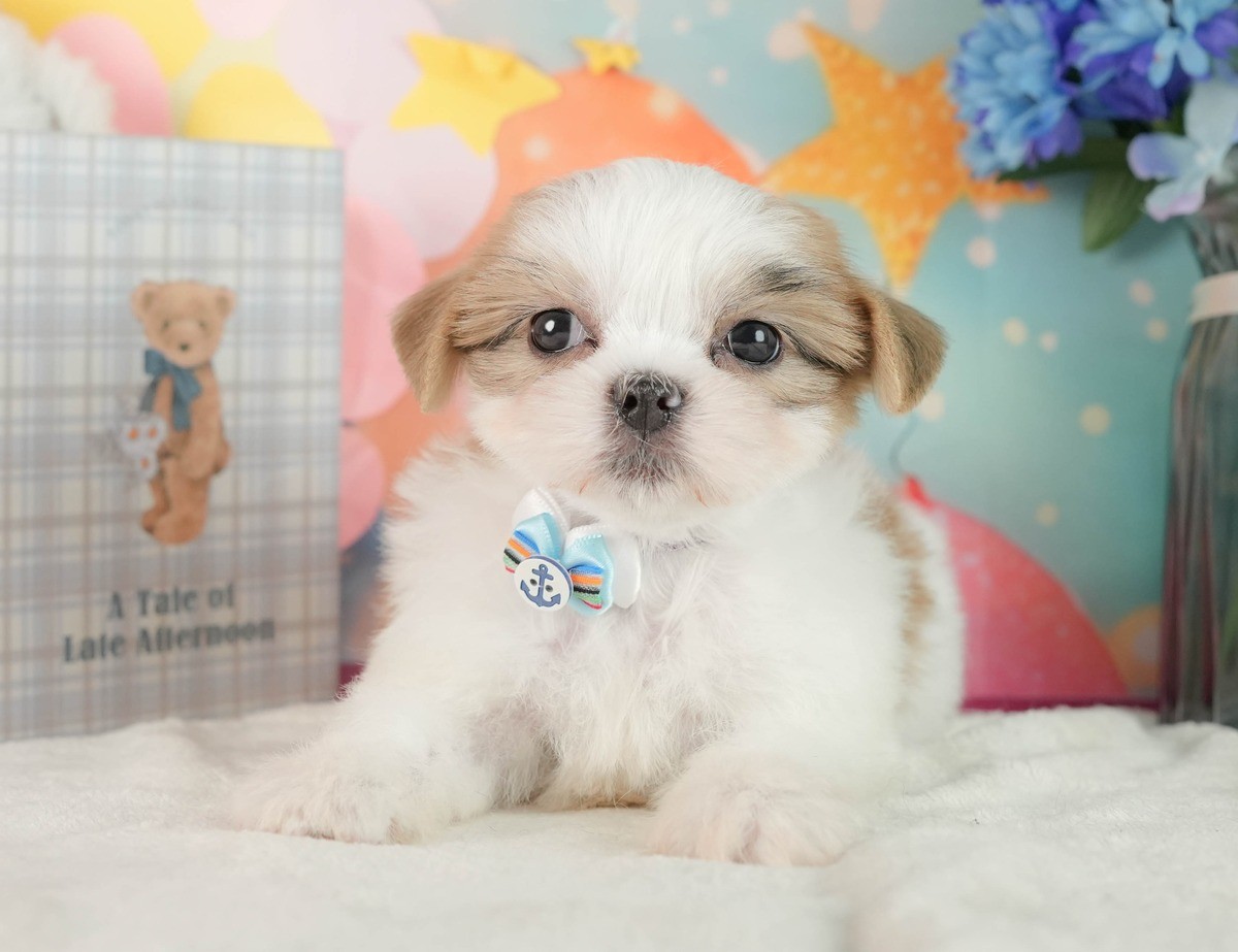 白と金色の2色のマルズーの子犬が、まっすぐこちらを見ている写真