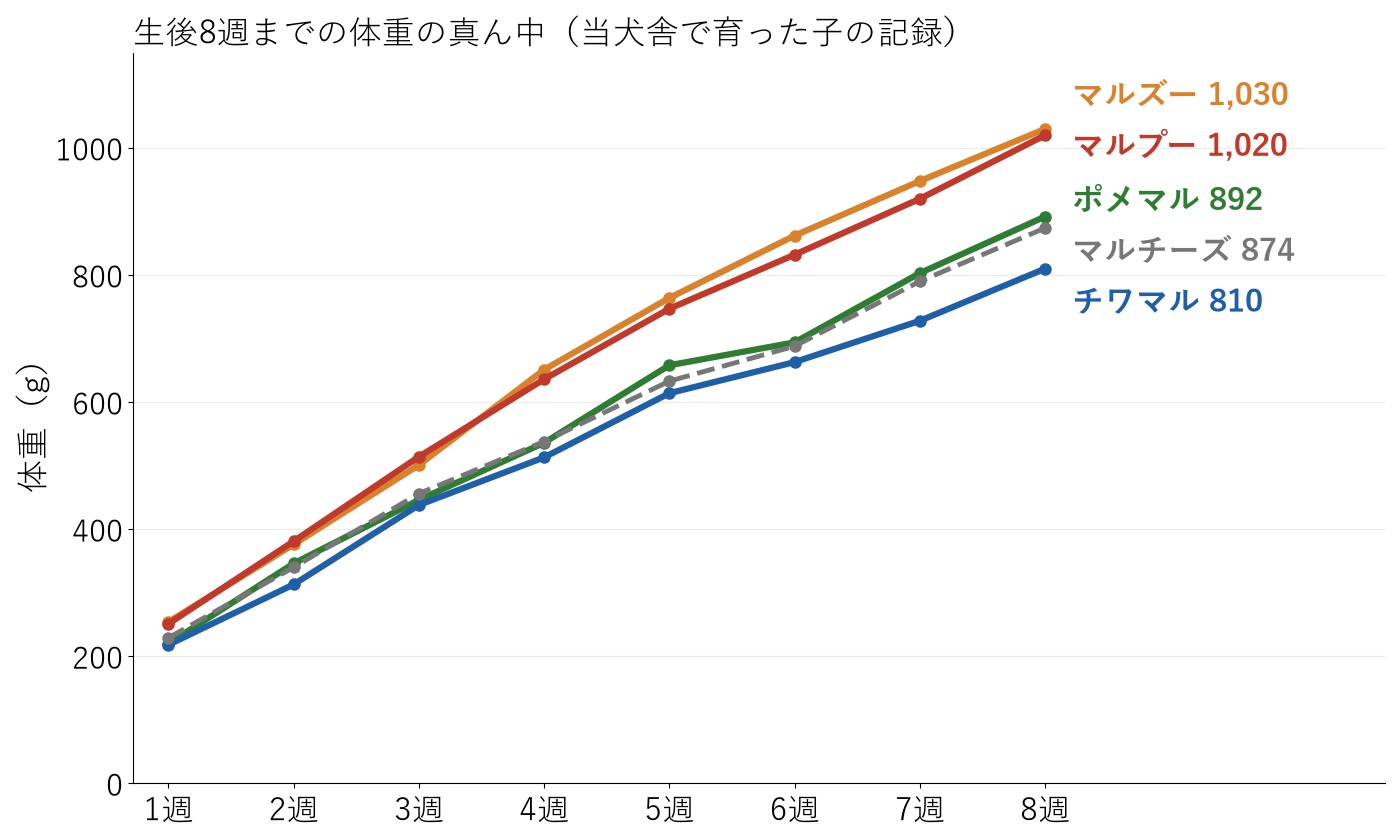 マルプー、チワマル、ポメマル、マルズー、マルチーズの子犬の生後8週までの体重の真ん中を並べた折れ線グラフ。8週はマルズー1,030g、マルプー1,020g、ポメマル892g、マルチーズ874g、チワマル810g