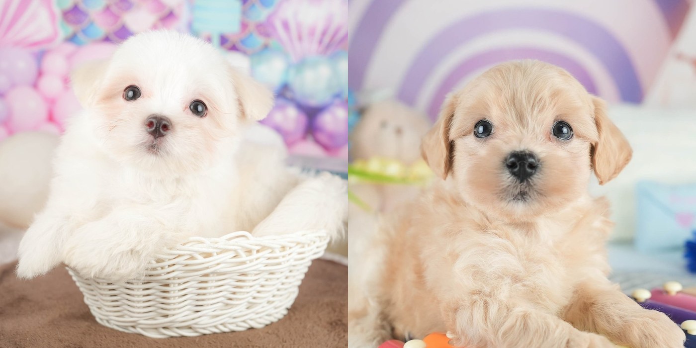 左はホワイトのマルチーズ、右はアプリコットのマルプーの子犬。別々の2枚の写真を横に並べたもの
