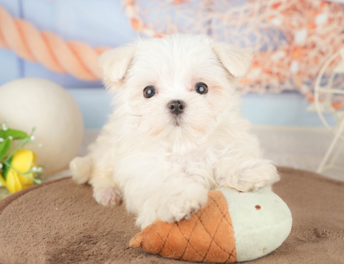 アイスクリームの形のぬいぐるみに前足をのせて、こちらを見ているホワイトのマルチーズの子犬の写真