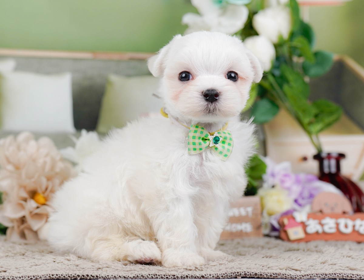 緑のチェックのリボンをつけて、横向きにおすわりしているホワイトのマルチーズの子犬の全身の写真