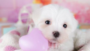 【2026】マルチーズの大きさと体重｜成犬は何キロ？子犬の選び方