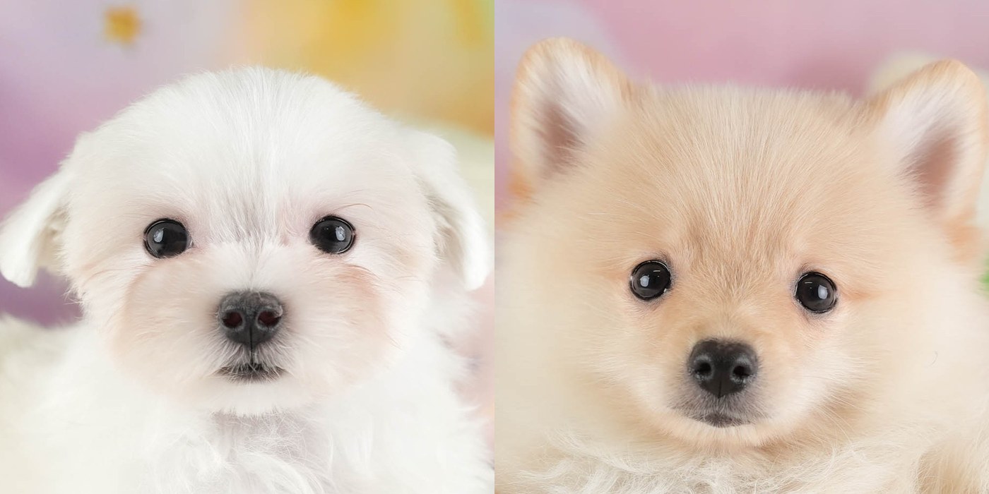 左はホワイトのマルチーズの子犬、右はクリームのポメラニアンの子犬の顔。別々の2枚の写真を横に並べたもの