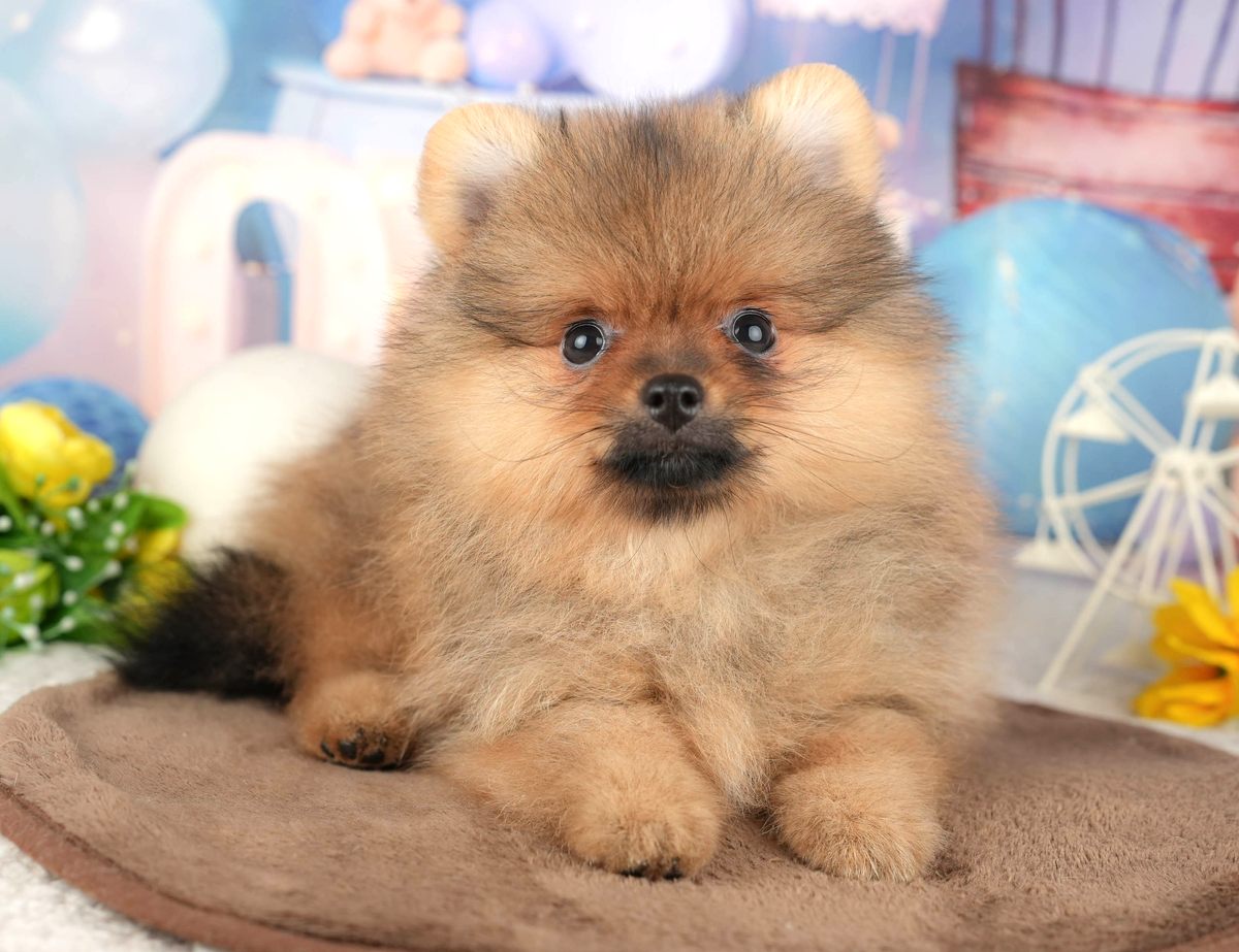 茶色のクッションの上で伏せている、毛がたっぷりで体がまるく見えるオレンジのポメラニアンの子犬の写真