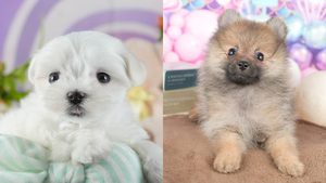 【2026】マルチーズとポメラニアンの違い｜どっちが飼いやすい？