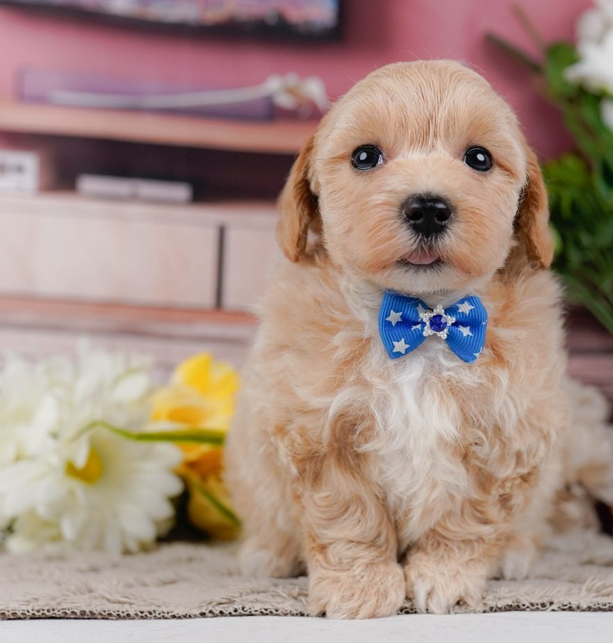 青い蝶ネクタイを付けておすわりしている、胸から首が白いアプリコット＆ホワイトのマルプーの子犬の写真