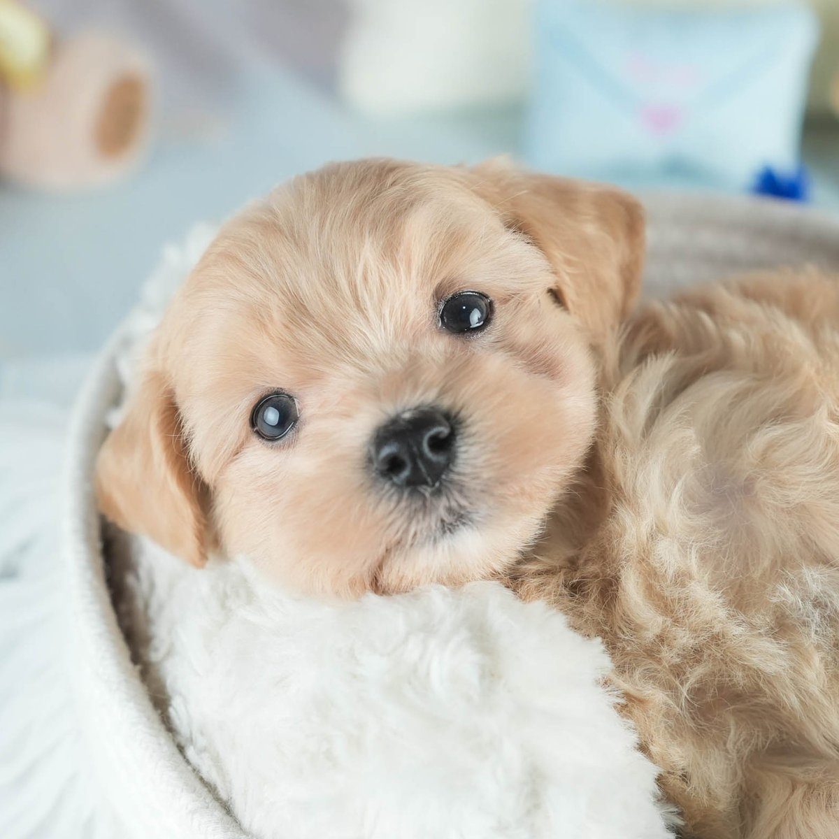 白いかごの中で横になり、首をかしげてこちらを見ている、アプリコットのマルプーの子犬の写真