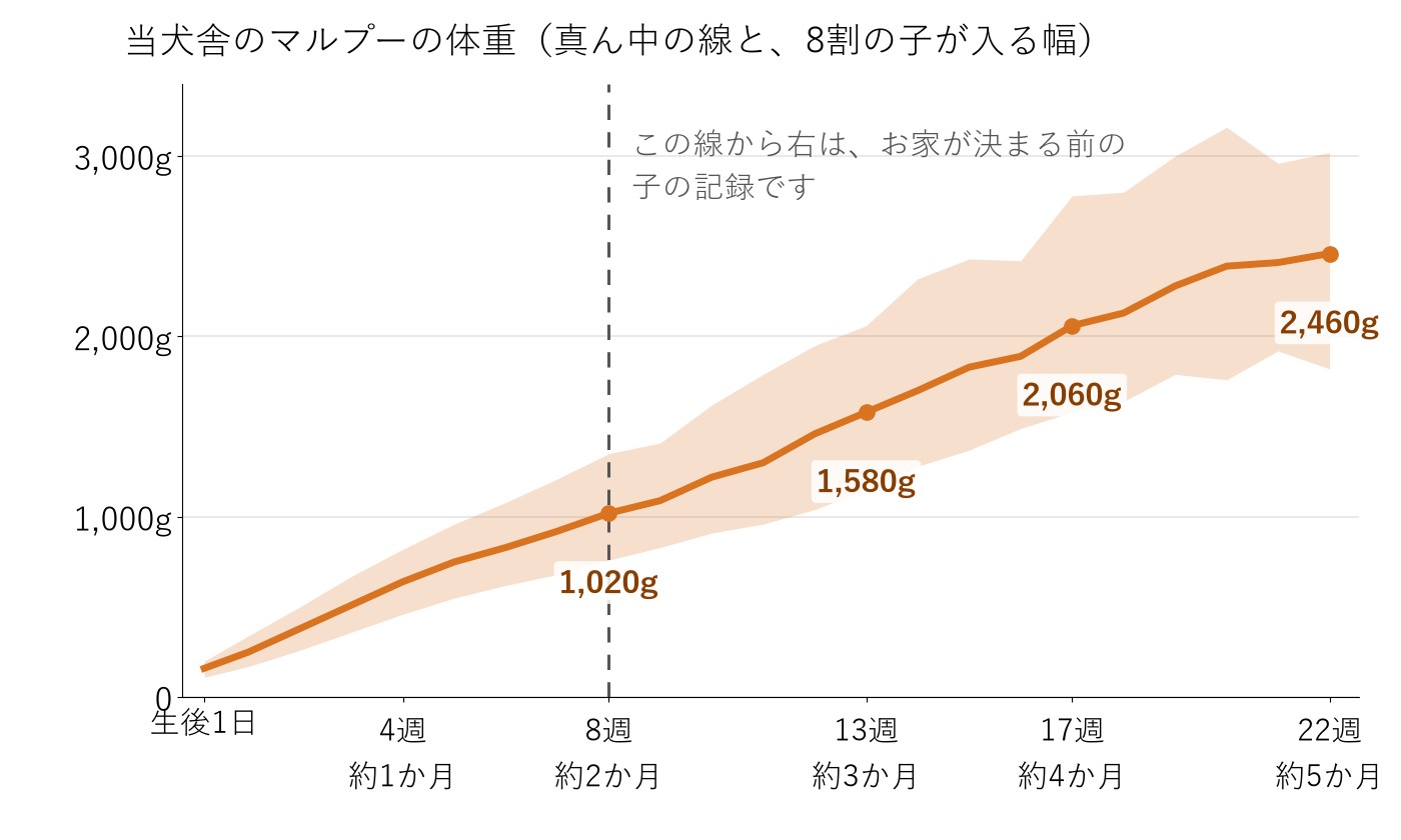 当犬舎のマルプーの子犬の、生後1日から22週までの週ごとの体重の真ん中と8割の子が入る幅の折れ線グラフ。8週は1,020g、22週は2,460g