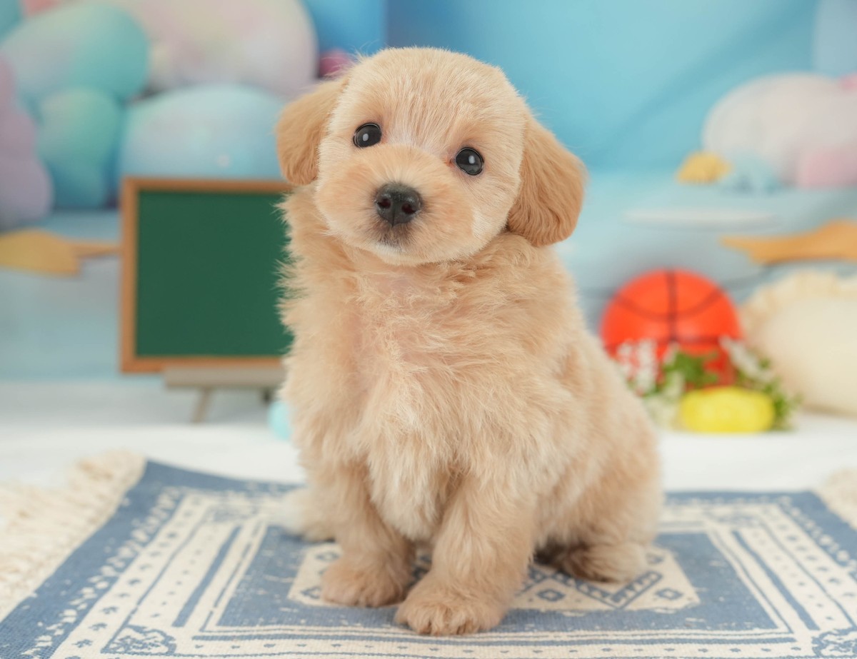 上の写真の子と同じ日に生まれた、青い模様のマットの上でおすわりしているアプリコットのマルプーの子犬の写真