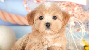 【2026】マルプーの成犬は何キロ？大きさと体重、子犬の選び方