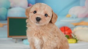 【2026】マルプーの寿命は？親の犬種で分かる病気と選び方