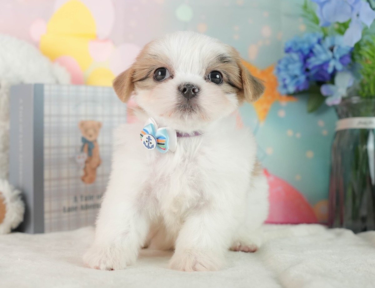 白い敷物の上におすわりして、こちらを見ている、ホワイト&ゴールドのマルズーの子犬の写真