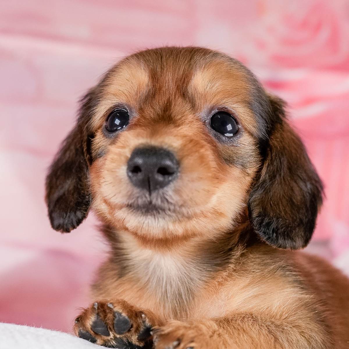 垂れた耳と黒く丸い目がよく見える、シェーデッドレッドのロングの子犬の顔のアップの写真