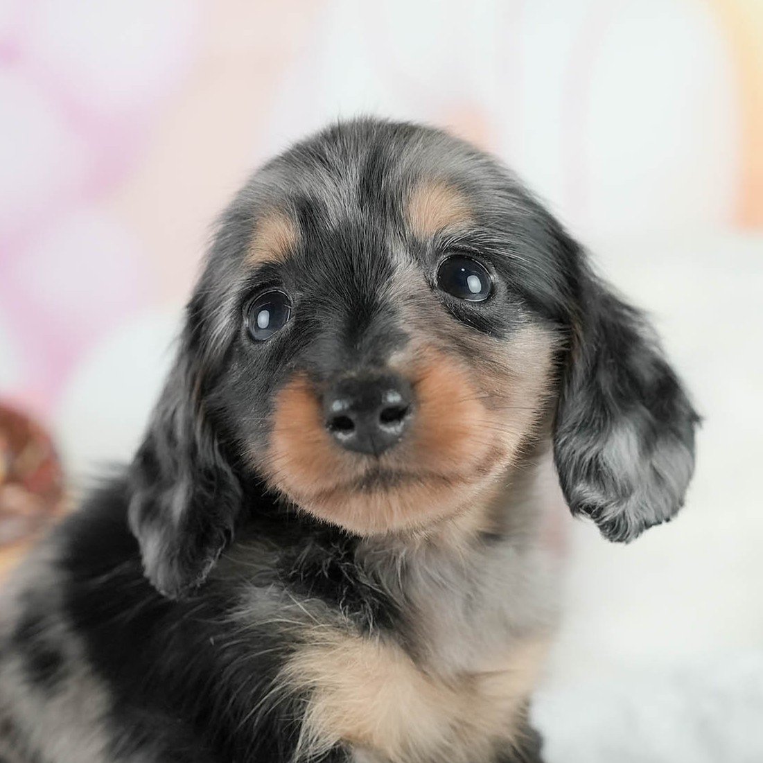 頭と耳に灰色のまだら模様が出ている、シルバーダップルのロングの子犬の顔のアップの写真