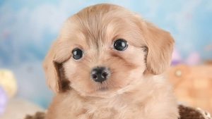 【2026】ミックス犬の寿命｜小型は14.8歳、親の犬種で選ぶ