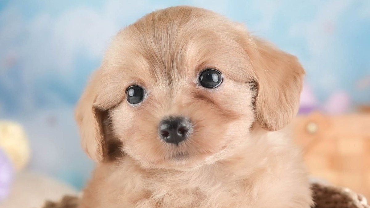 【2026】ミックス犬の寿命｜小型は14.8歳、親の犬種で選ぶ