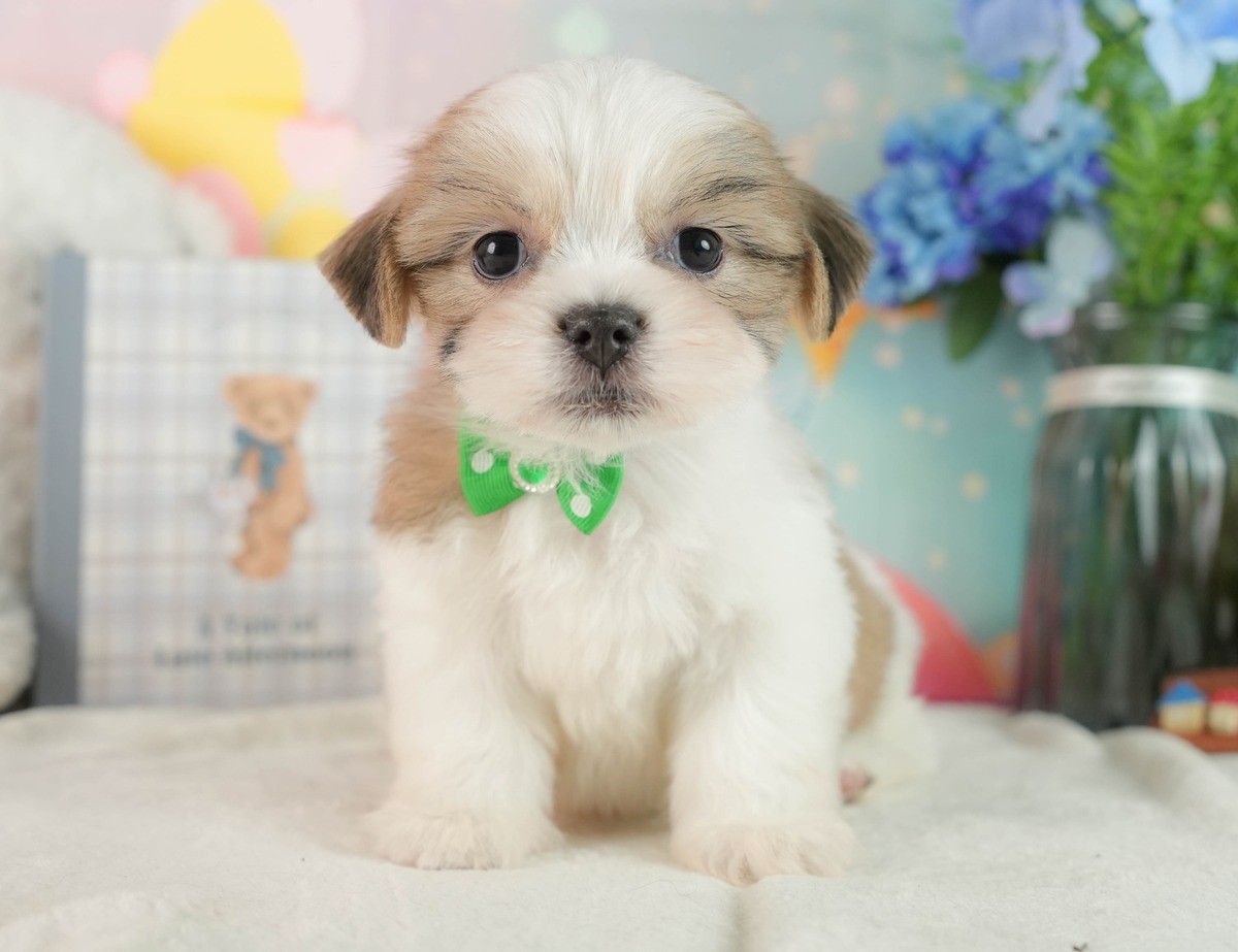 青い花と本の飾りを背景に、白い敷物の上におすわりしている、白と金色の毛のマルズーの子犬の写真