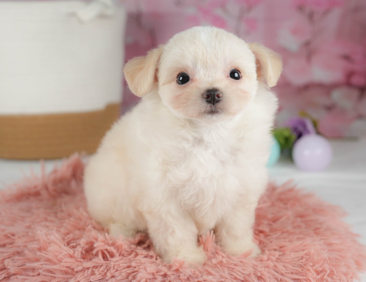 ピンクの花の背景の前で、ピンクのふわふわの敷物の上におすわりしている、クリーム色のチワマルの子犬の写真