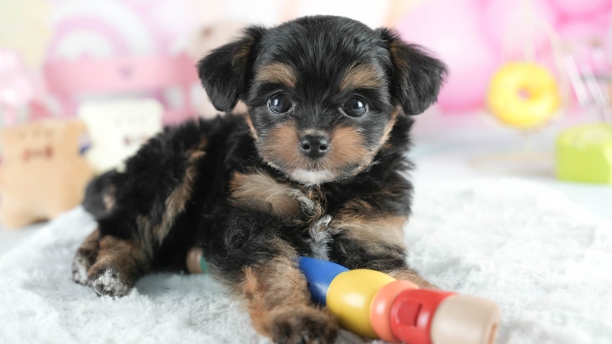 【2026】人気のミックス犬の種類と選び方｜ブリーダーの実数で解説
