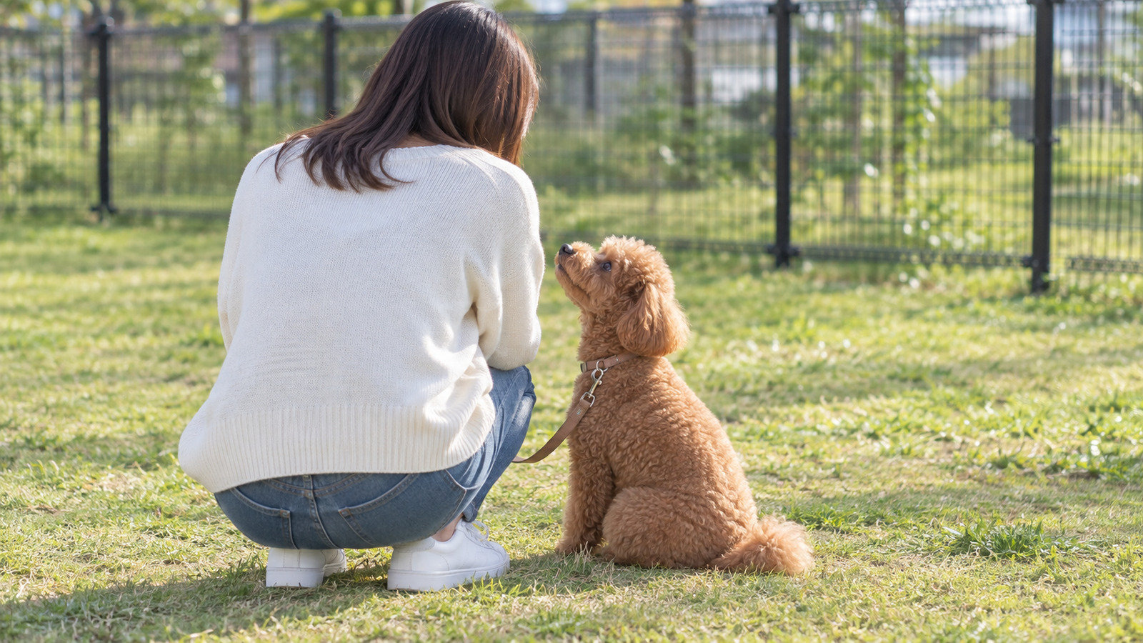 柵で囲まれた芝生のドッグランで、しゃがんだ飼い主の横にリードを付けたトイプードルが並んで座り、飼い主の顔を見上げている写真。人は後ろ姿で顔は写っていない