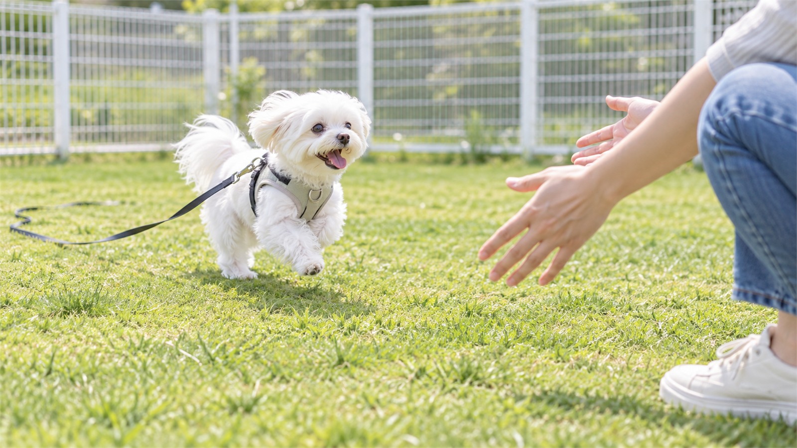 柵で囲まれたドッグランの芝生で、ハーネスとロングリードを付けたマルチーズが、少し離れてしゃがんだ飼い主のほうへ走って来ている写真。人は膝から下と広げた手元だけが写っている