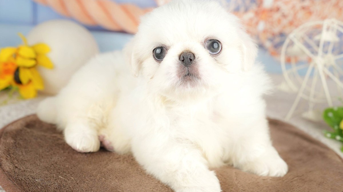 【2026】ペキニーズのミックス犬の種類｜大きさと鼻の長さで選ぶ