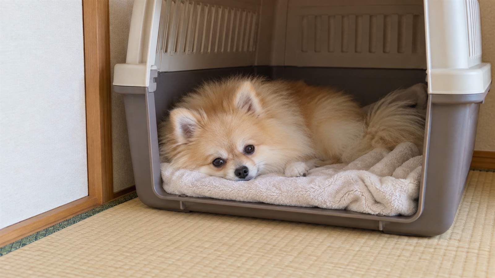 畳の部屋の隅に置いたクレートの中で、飼い主のにおいのついた毛布の上に伏せて休んでいるポメラニアンを、少し離れた場所から写した写真