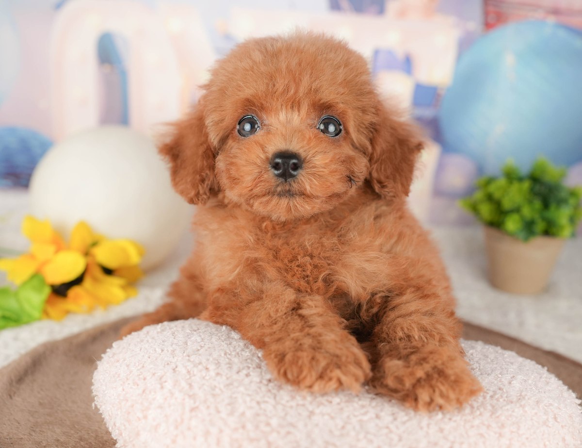 白いふわふわのクッションの上に伏せてこちらを見ている、巻き毛のレッドのトイ・プードルの子犬の写真