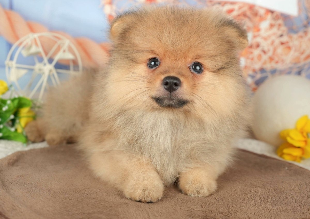 茶色の敷物の上に伏せてこちらを見ている、ふわふわの毛のオレンジのポメラニアンの子犬の写真