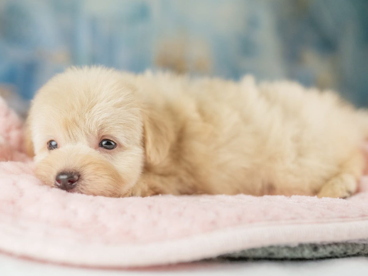 ピンクの毛布の上に伏せている、クリームのポメプーの子犬の写真