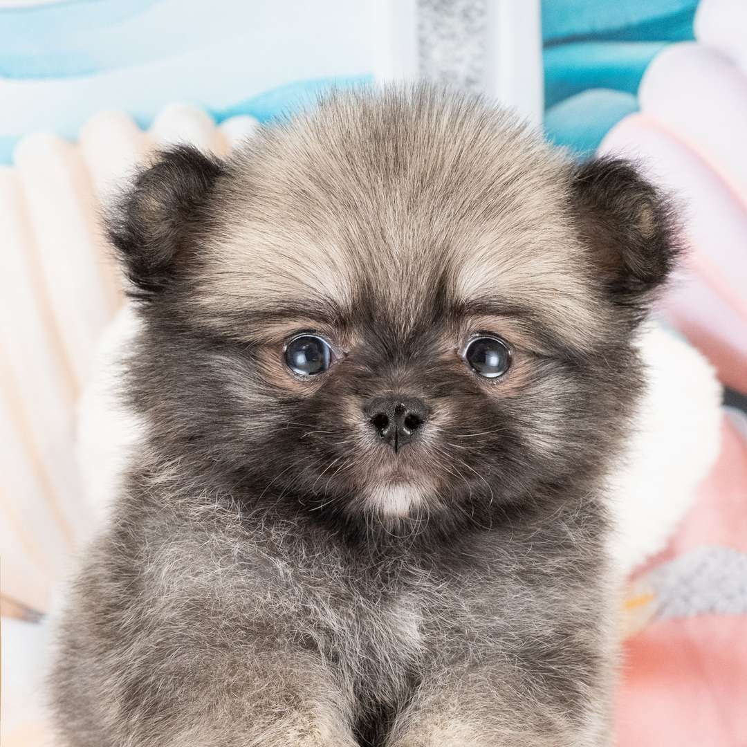 淡い色の背景の前でこちらを見ている、毛のふんわりしたウルフセーブルのチワポメの子犬の写真