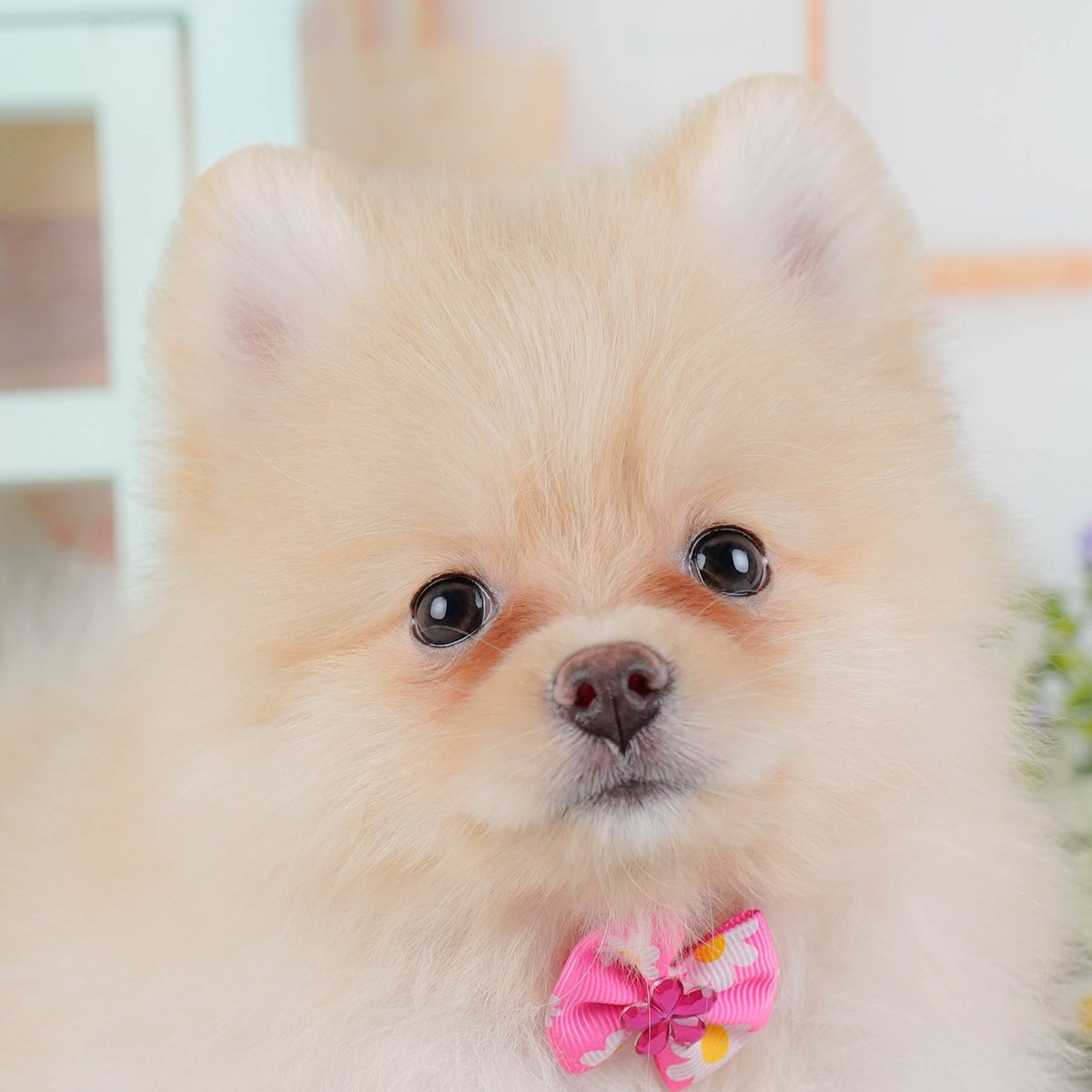 ピンクのリボンをつけてこちらを見ている、クリームのポメラニアンの子犬の顔のアップの写真
