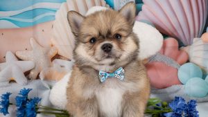 【2026】ポメチワ（チワポメ）とは？成犬の大きさ・毛色・欠点