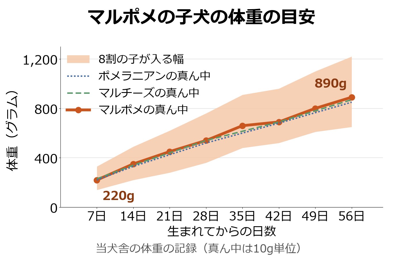 マルポメの子犬の生後7日から56日までの体重の真ん中の線と8割の子が入る幅の帯に、ポメラニアンとマルチーズの真ん中の点線を重ねた折れ線グラフ