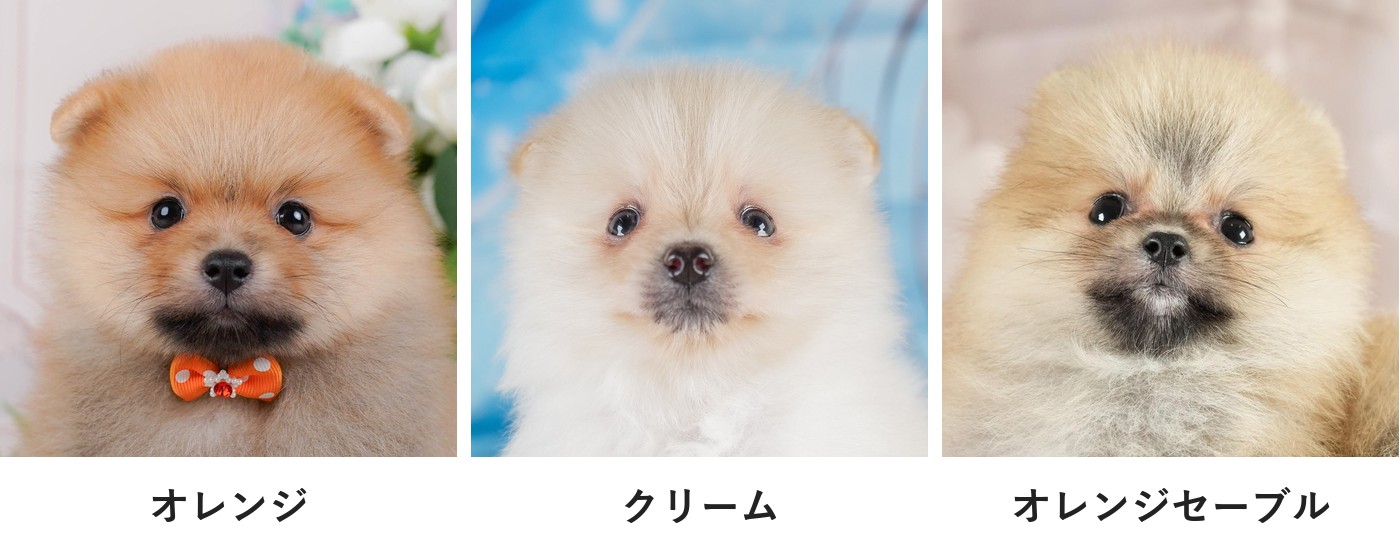 左からオレンジ、クリーム、オレンジセーブルのポメラニアンの子犬3頭の顔の写真を横に並べたもの。それぞれの下に毛色の名前がある