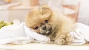 【2026】ポメラニアンの性格と特徴｜飼いやすさと欠点