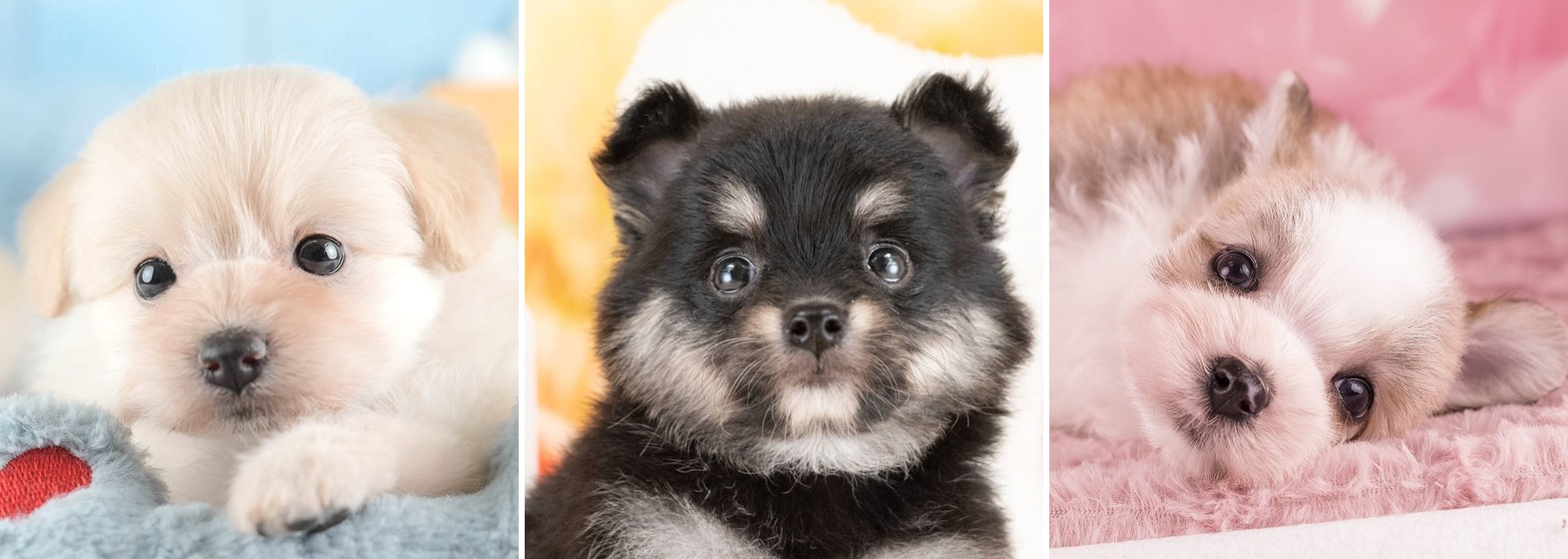 左からクリームのポメプー、ブラック＆タンのチワポメ、パーティーのポメマルの子犬。別々の3枚の写真を横に並べたもの