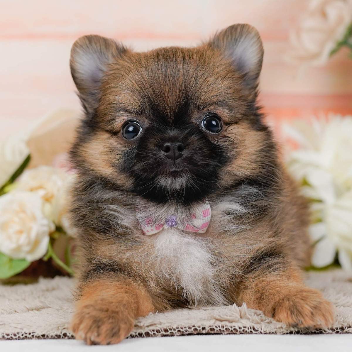 白い花の前で、前足をそろえて伏せている、オレンジセーブルのチワポメの子犬の写真
