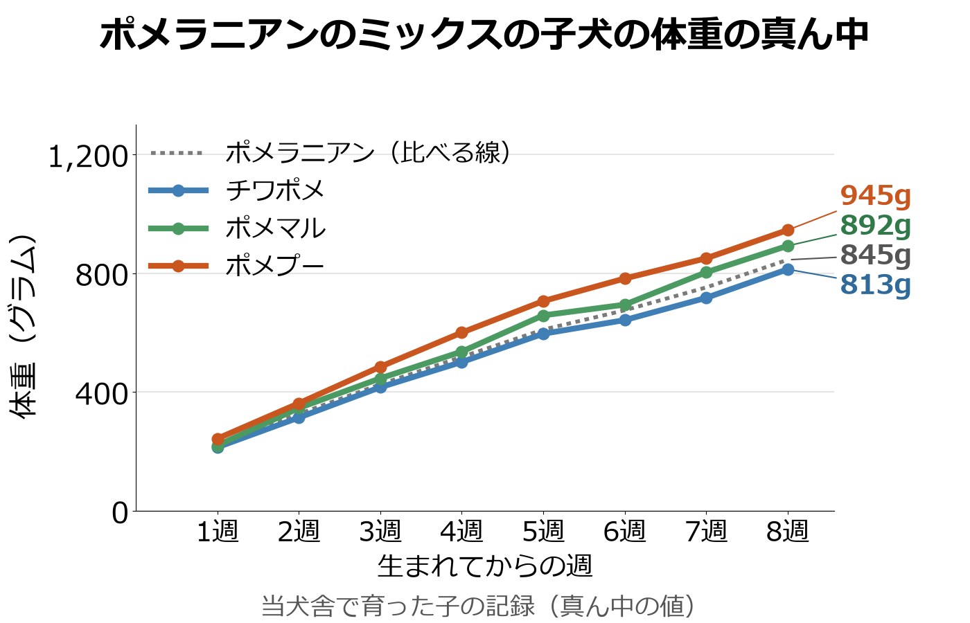 ポメプー、チワポメ、ポメマル、ポメラニアンの生後1〜8週の体重の真ん中のグラフ。8週はポメプー945g、ポメマル892g、ポメラニアン845g、チワポメ813g