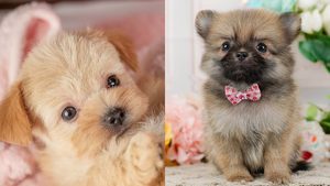 【2026】ポメラニアンのミックス犬の種類｜大きさと毛の違い